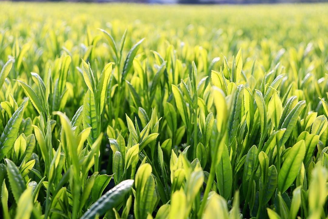 肥料高騰に対応。鹿児島のJAあおぞらがJAS有機資材の代替肥料「東京８」で 茶の収穫量3割増実証。